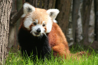 Roter Panda (Foto: Saarbrücken)