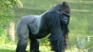Gorilla Ivo (Foto: Brigitte Wullert)