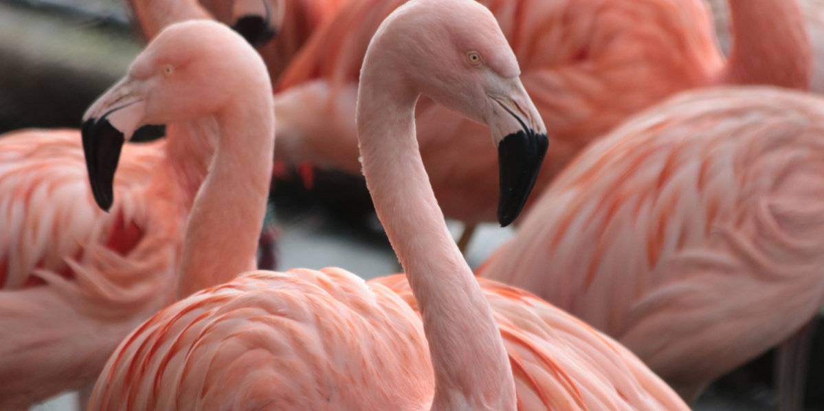 Flamingos Zoo Saarbrücken 