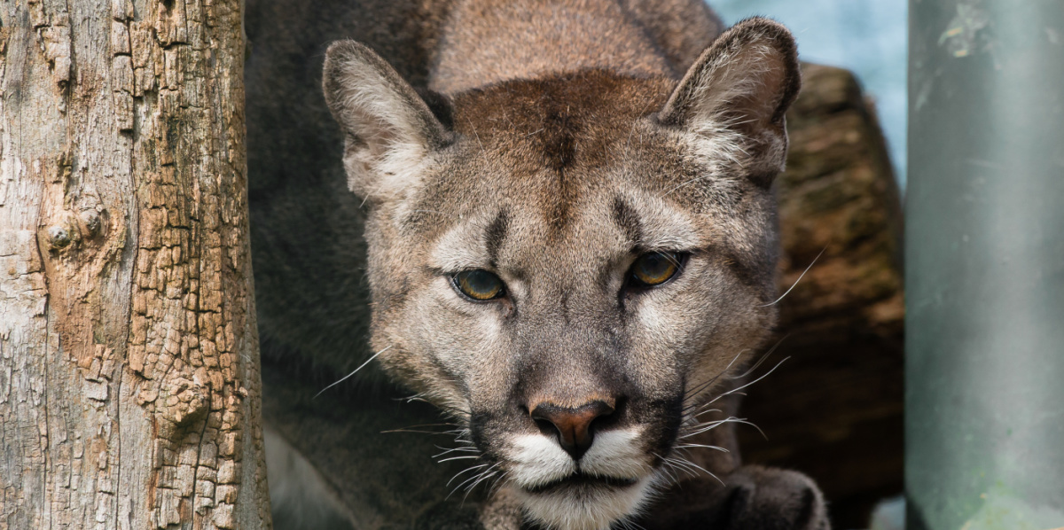 Ein Puma sitzt auf einem Ast und schaut in die Kamera