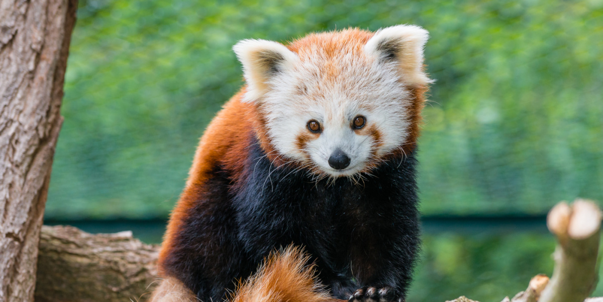 Roter Panda sitzt auf Ast