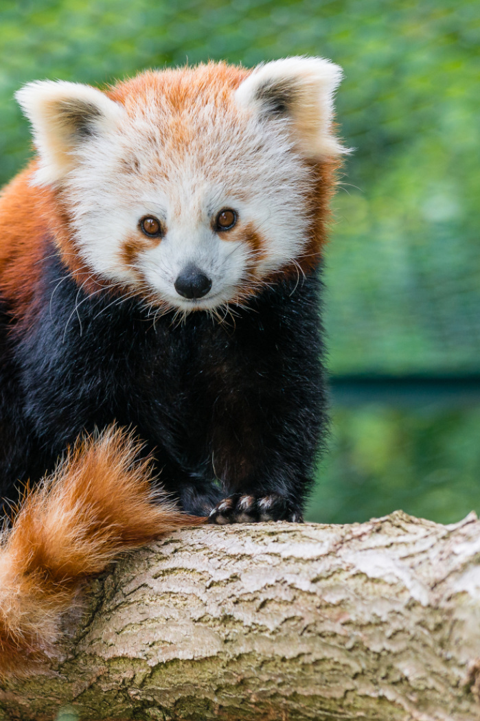 Roter Panda sitzt auf Ast