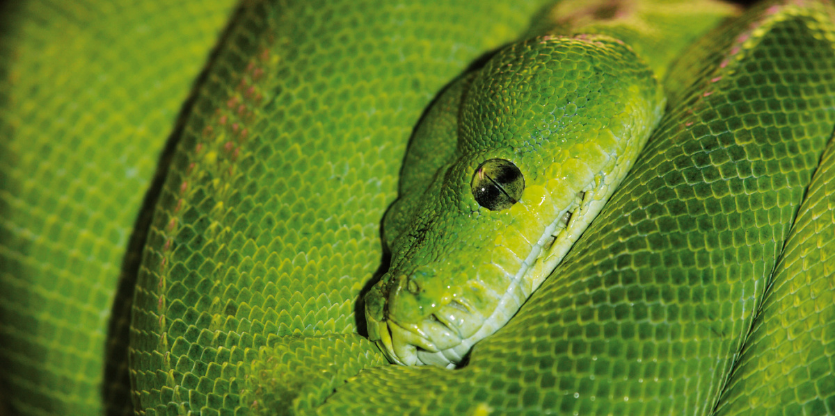 Eine grüne Schlange hängt verschlungen an einem Ast