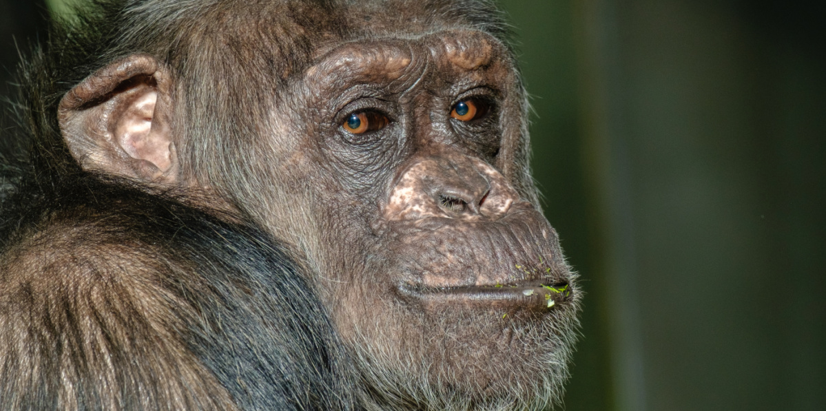 Schimpanse Maggy schaut in die Kamera