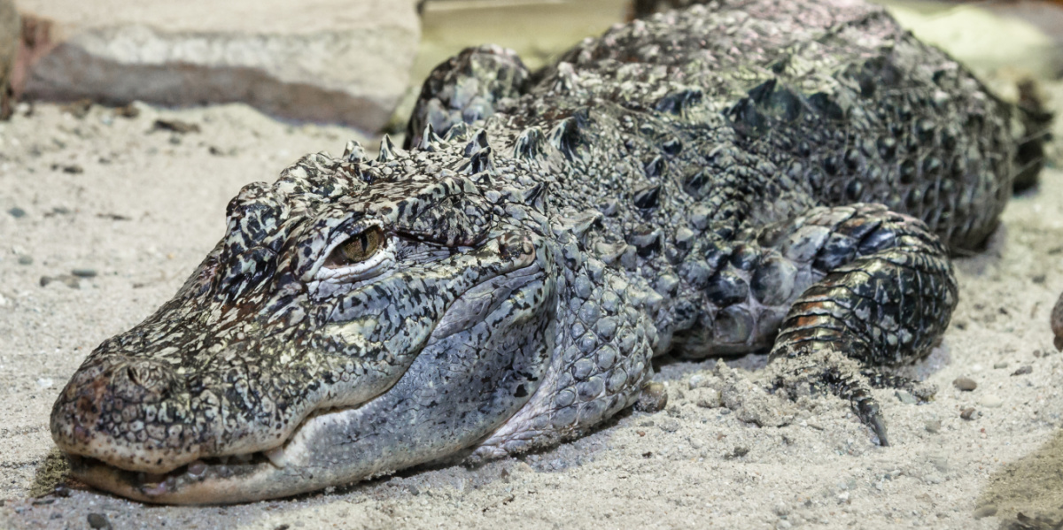 Ein China-Alligator liegt auf dem Boden im Sand