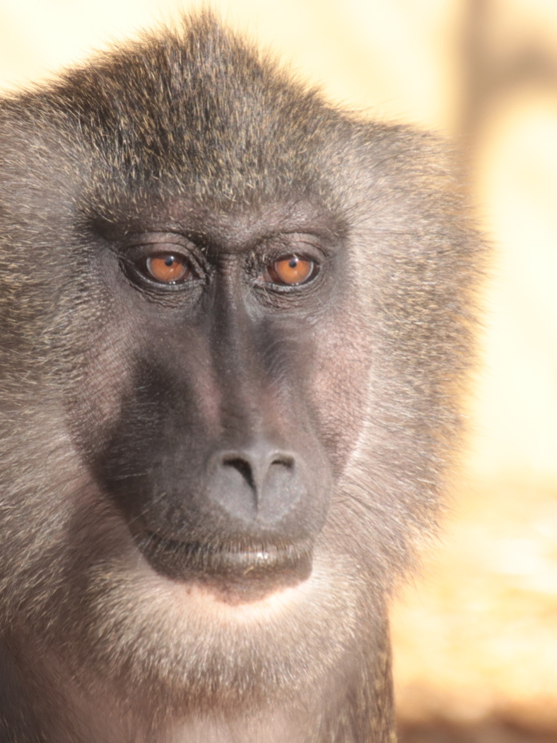 Der Kopf eines Drillaffens ist nach links gerichtet
