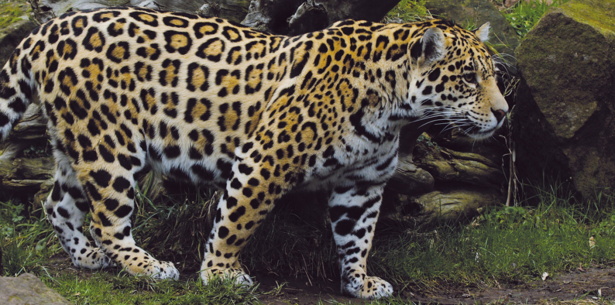 Ein Jaguar in Seitenansicht 