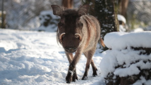 Ein Warzenschwein läuft auf einem schneebedeckten Weg
