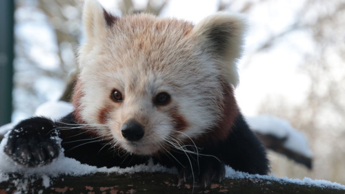 Ein Roter Panda ist in Großaufnahme zu sehen und schaut in die Kamera