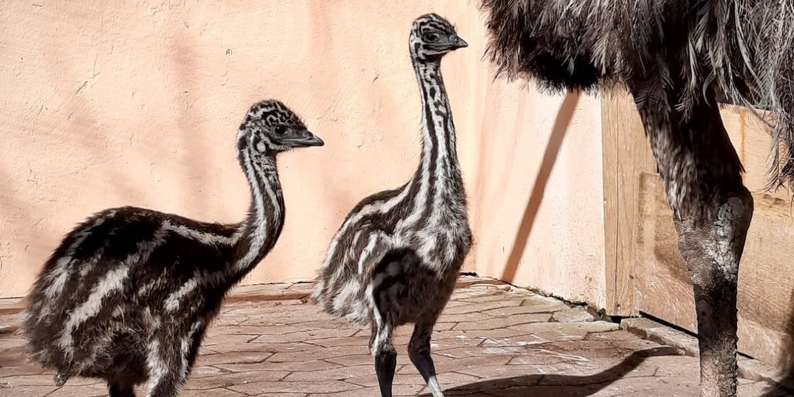 Zwei Emuküken stehen bei ihrer Mutter .