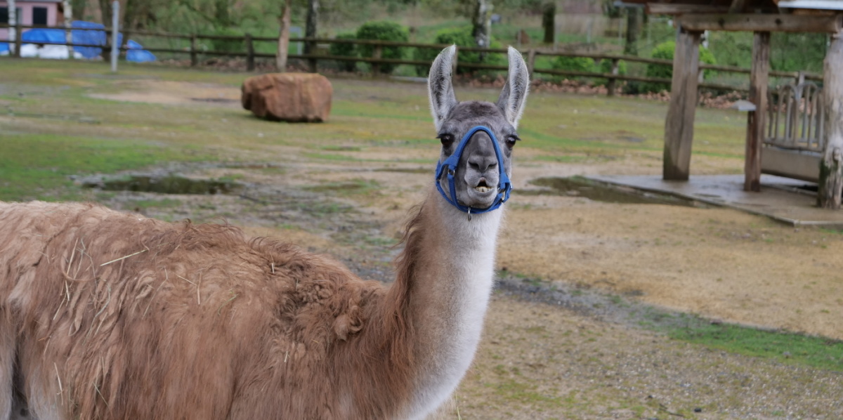 Ein Lama von der Seite ist zu sehen