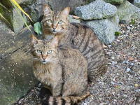 Ein Wildkatzenpaar sitzt hintereinander und schaut in die Kamera.