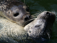 Zwei Seehunde schimmen im Wasser.