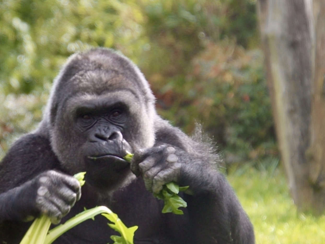 Ein Gorilla frisst Blätter.