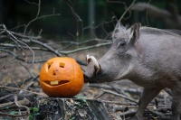 Ein Warzenschwein steht neben einem ausgehöhlten Kürbis.