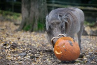 Ein Warzenschwein steht neben einem ausgehöhlten Kürbis.