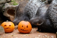 Zwei Stachelschweine stehen neben zwei ausgehöhlten Kürbissen.