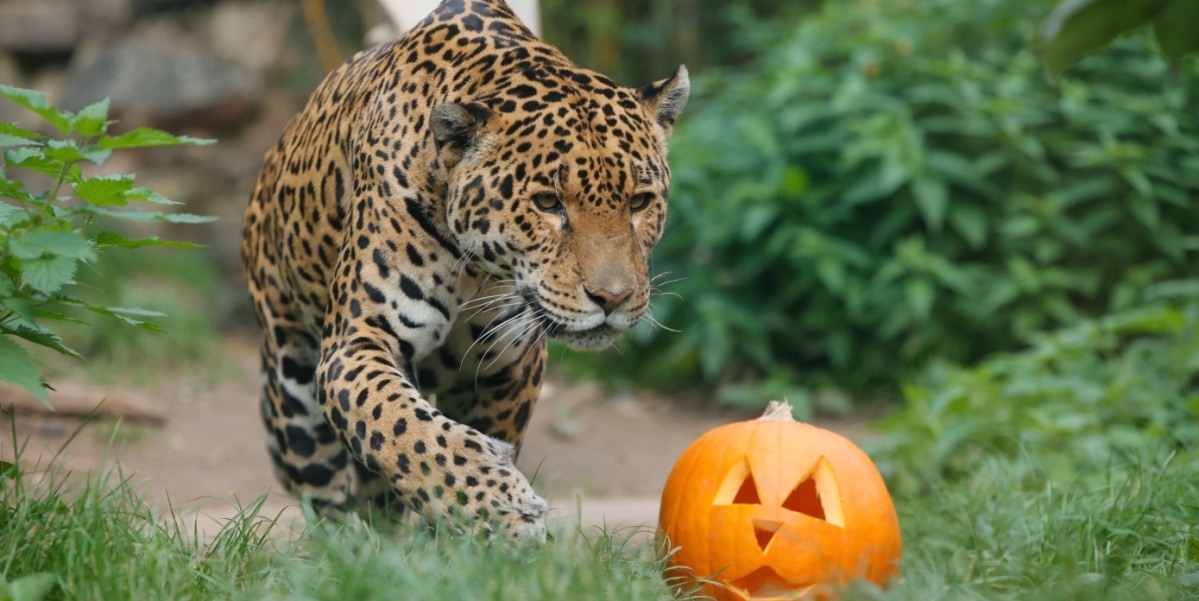 Ein Jaguar läuft auf einen ausgehöhlten Kürbis zu.