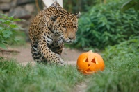 Ein Jaguar läuft auf einen ausgehöhlten Kürbis zu.