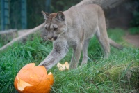 Ein Puma läuft auf einen ausgehöhlten Kürbis zu.
