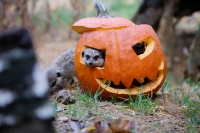 Ein Erdmännchen schaut aus einem ausgehöhlten Kürbis heraus.