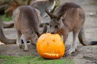 Zwei Kängurus stehen hinter einem ausgehöhlten Kürbis.