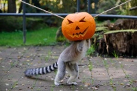 Ein Katte sucht in einem ausgehöhlten Kürbis Fressen.