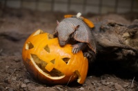 Ein Gürteltier steht an einem ausgehöhlten Kürbis.