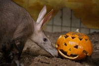Ein Erdferkel schaut sich einen ausgehöhlten Kürbis an.