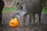 Ein Tapir steht neben einem ausgehöhlten Kürbis.