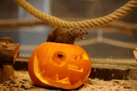 Ein Ringelschwanzmungo sitzt auf einem ausgehöhlten Kürbis.