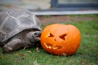 Eine Schildkröte steht neben einem ausgehöhlten Kürbis.