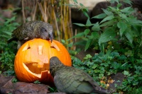 zwei Keas suchen Futter in einem ausgehöhlten kürbis.