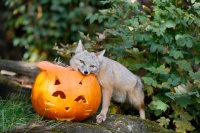 Ein Korsak steht hinter einem ausgehöhlten Kürbis.