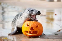 Ein Seehund steht hinter einem ausgehöhlten Kürbis.