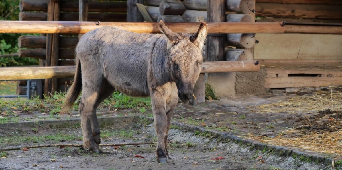 Zwergesel Ein Zwergesel steht in seinem Gehege.