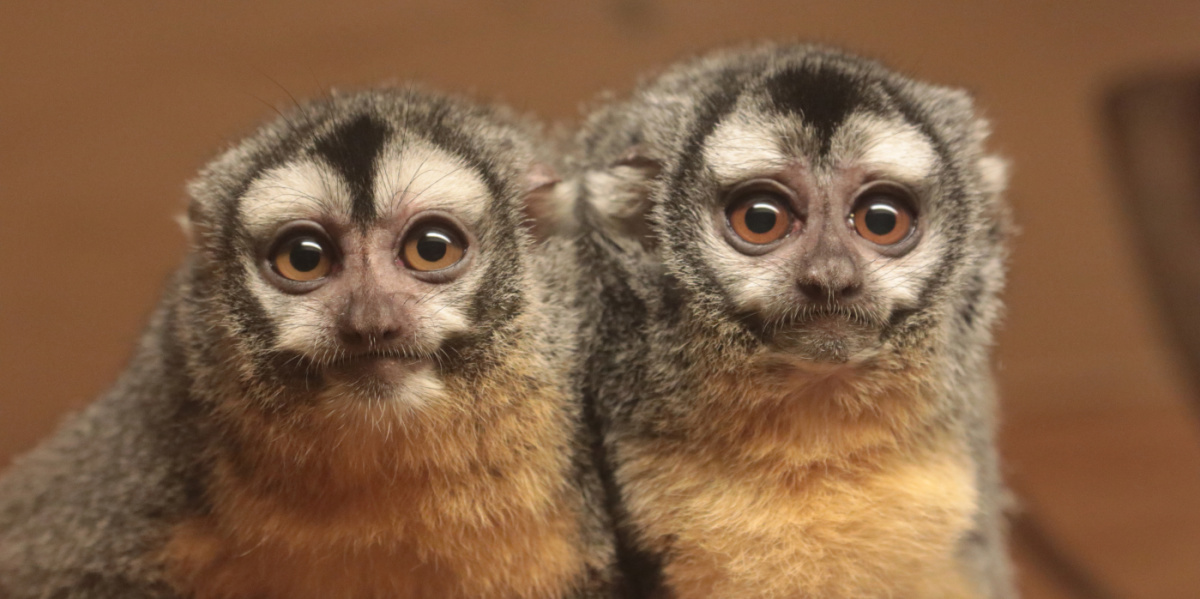 Nachtaffen Ein Nachtaffenpaar ist in Großaufnahme zu sehen.