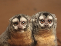 Ein Nachtaffenpaar ist in Großaufnahme zu sehen.