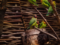 Ein Rußköpfchen sitzt auf einem Ast und schaut in die Kamera.