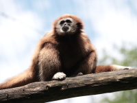 Ein Weißhandgibbon sitzt auf einem Ast und schaut nach links oben.