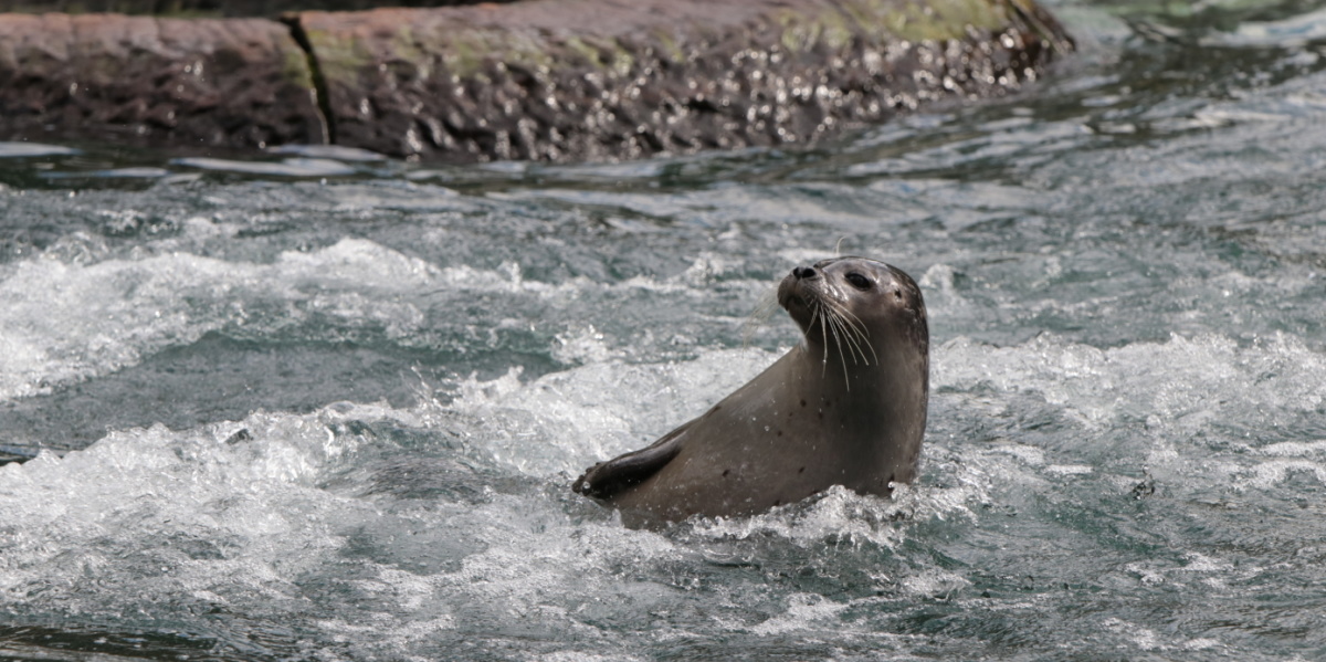 Seehund Ein Seehund schwimmt rückwärts im Becken.