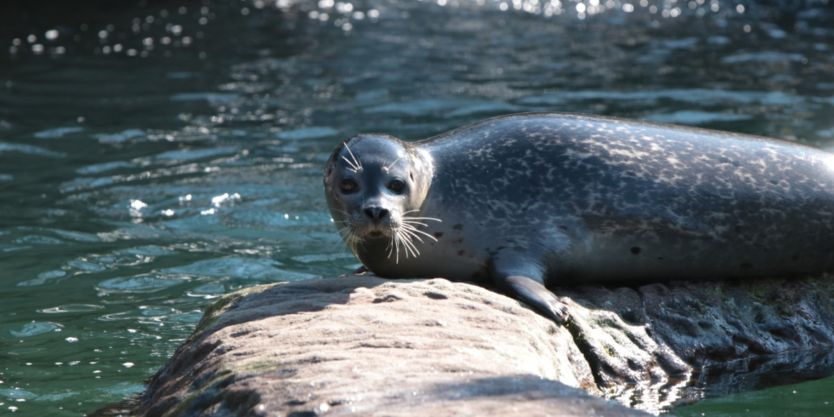 Seehund Ein Seehund liegt auf einem Stein.