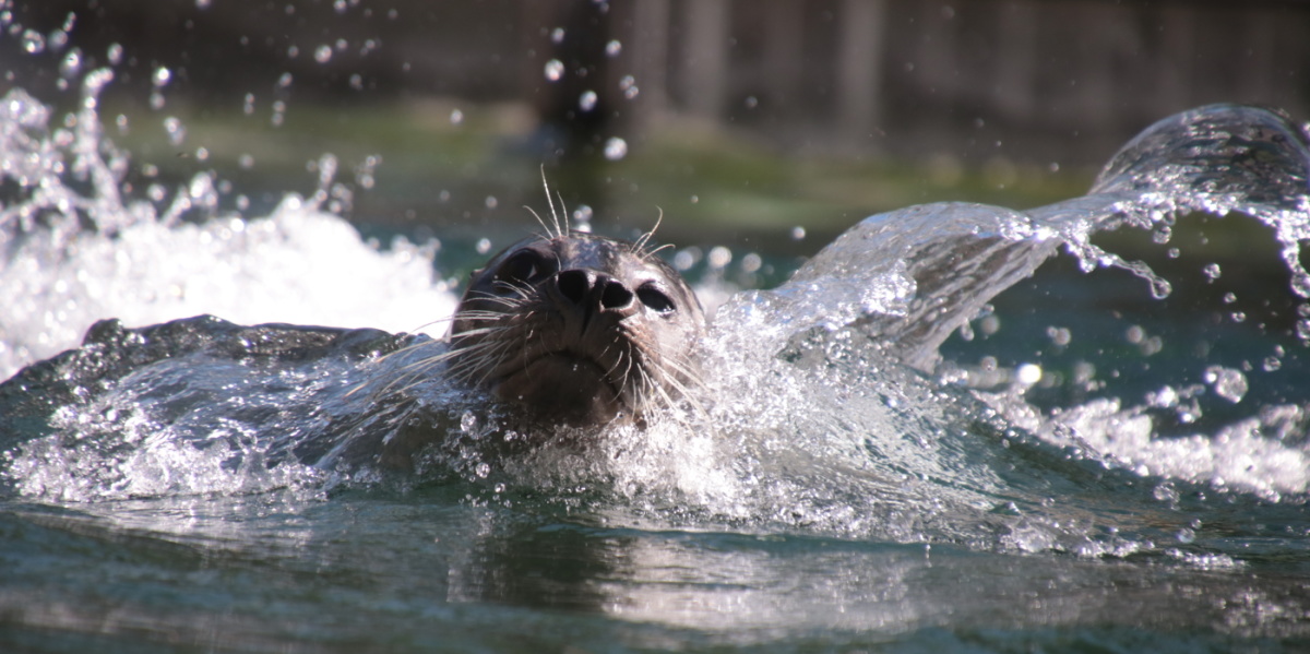 Seehund Ein Seehund schwimmt im Becken. Seitlich spritzt Wasser.