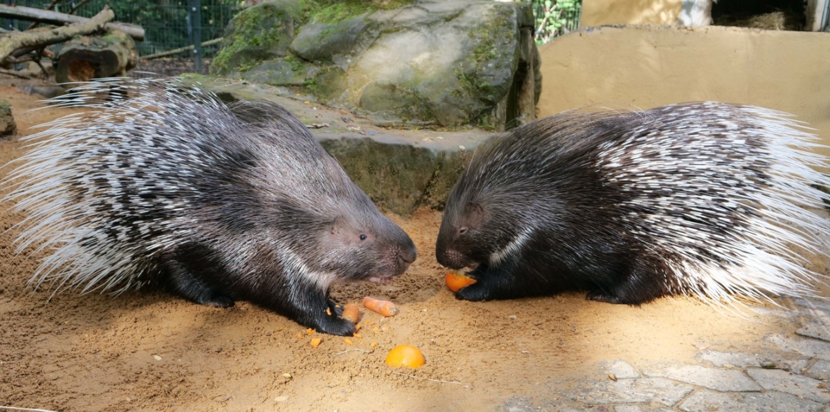Zwei Stachelschweine sitzen auf dem Boden und fressen Karotten.