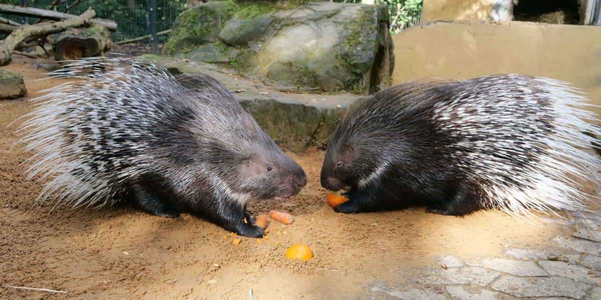 Zwei Stachelschweine sitzen auf dem Boden und fressen Karotten.