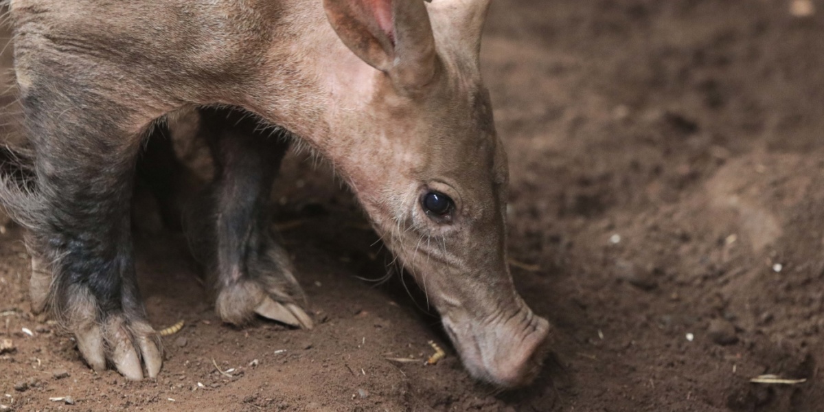Ein Erdferkel riecht im Boden nach Futter.
