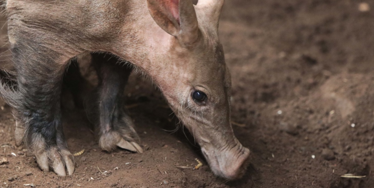Ein Erdferkel riecht im Boden nach Futter.