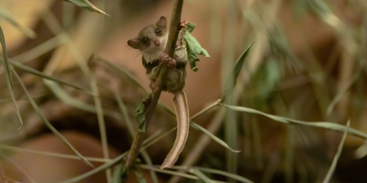 Ein Australischer Zwerggleitbeutler klammert sich an einen Zweig.