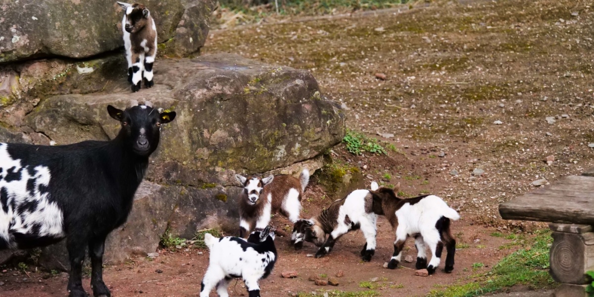 Mehrere Zicklein stehen rund um einen Felsen.