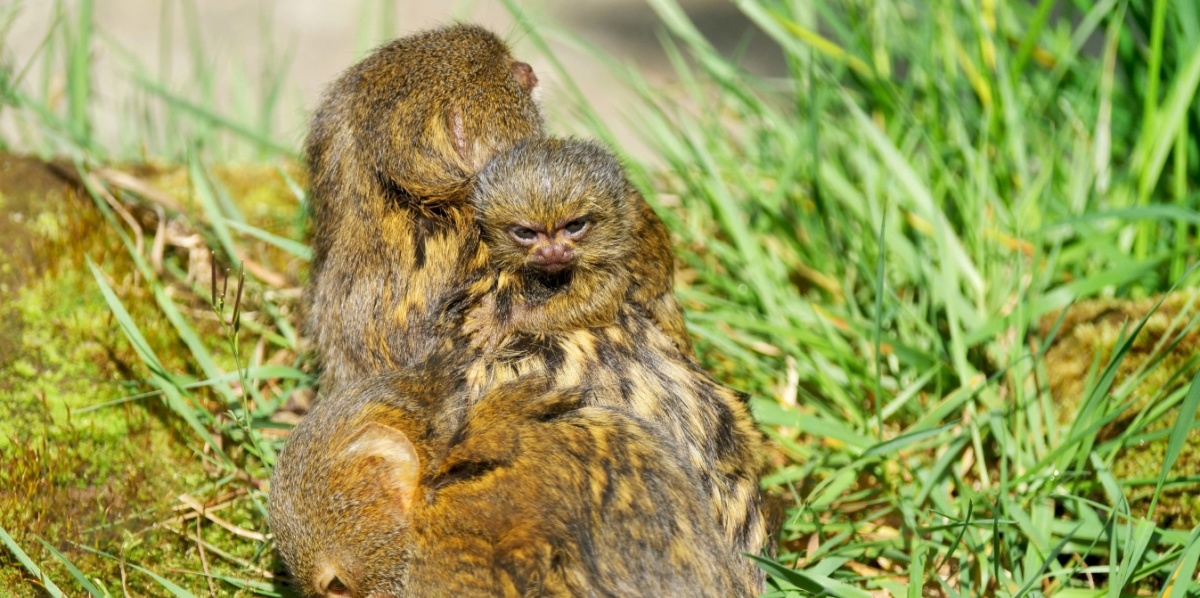 Ein Jungtier der Zwergseidenaffen ist auf dem Rücken seiner Mutter und schaut in die Kamera.
